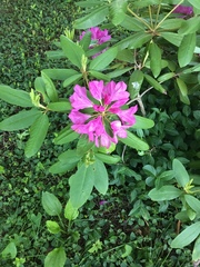 Rhododendron ponticum