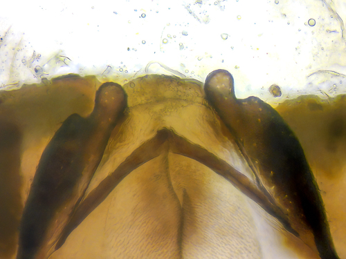 woodland barklouse