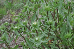 Grindelia integrifolia