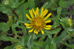 Grindelia integrifolia