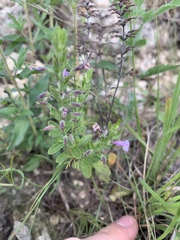 Hedeoma reverchonii