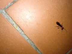 Odontomachus erythrocephalus