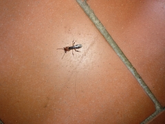 Odontomachus erythrocephalus
