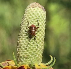 Calocoris barberi