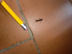 Odontomachus erythrocephalus