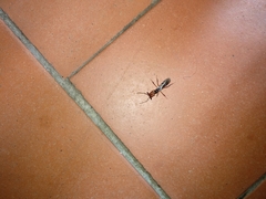 Odontomachus erythrocephalus