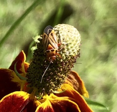 Calocoris barberi