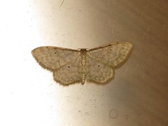 Idaea fuscovenosa
