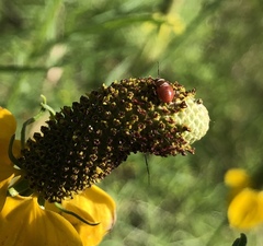 Calocoris barberi
