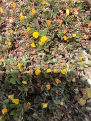 Acmispon wrangelianus