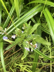 Veronica anagallis-aquatica