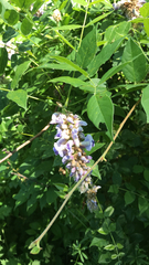 Wisteria frutescens