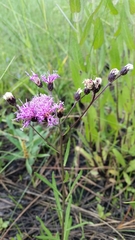 Vernonia blodgettii