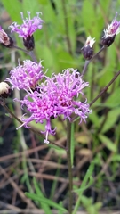 Vernonia blodgettii