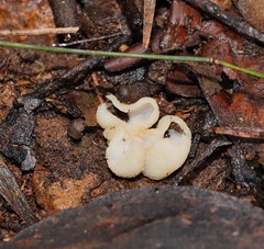 Hydnoplicata convoluta