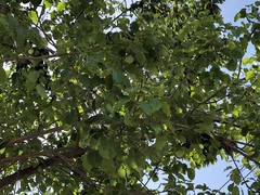 Metopium brownei