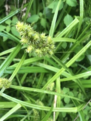 Carex stipata