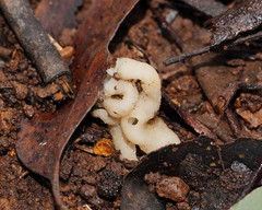 Hydnoplicata convoluta