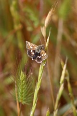 Heliothodes diminutiva