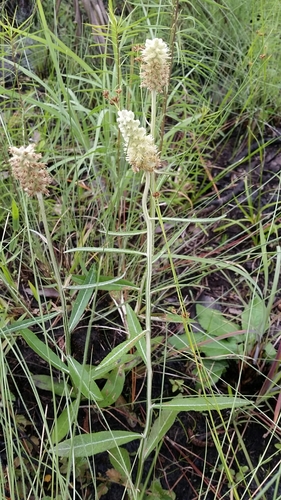 blackroot