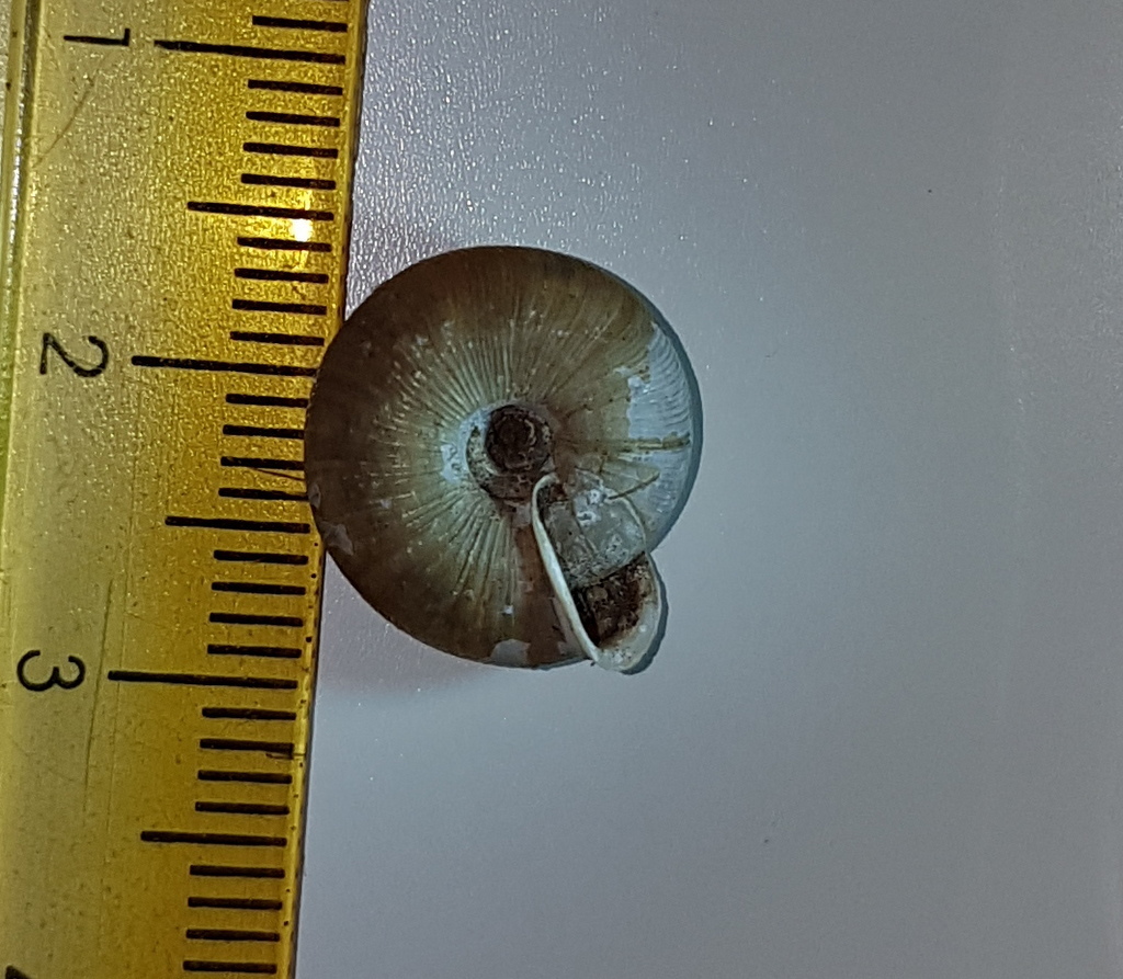 Oestophora lusitanica