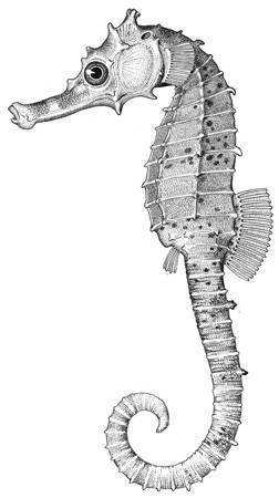 Pelagic Seahorse - Photo (c) Smithsonian Institution, National Museum of Natural History, Department of Vertebrate Zoology, Division of Fishes, some rights reserved (CC BY-NC-SA)