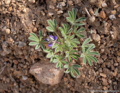 Lupinus brevicaulis