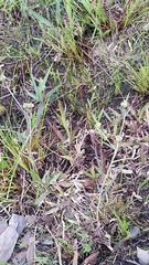 Euphorbia inundata var. garrettii image
