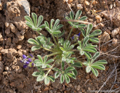 Lupinus brevicaulis