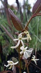 Deeringothamnus pulchellus