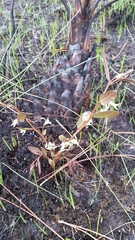 Deeringothamnus pulchellus