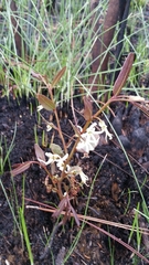 Deeringothamnus pulchellus