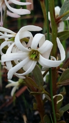 Deeringothamnus pulchellus