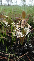 Deeringothamnus pulchellus