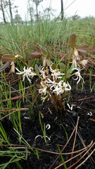 Deeringothamnus pulchellus