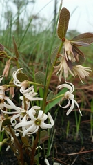 Deeringothamnus pulchellus