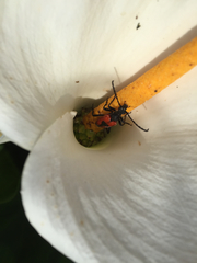 Stictoleptura cordigera