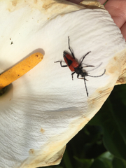 Stictoleptura cordigera