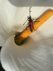 Stictoleptura cordigera