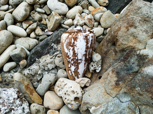 Conus fergusoni, 2024-04-06