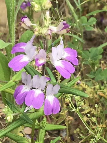 iNaturalist observation photo of Blue-eyed Marys