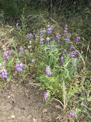 Collinsia concolor