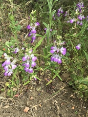 Collinsia concolor