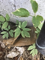 Aegopodium