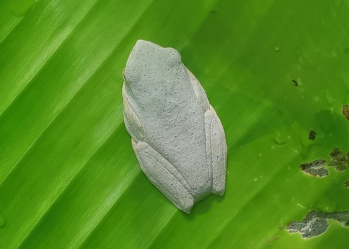 Namdapha Bush Frog, Rhacophorus rhodopus