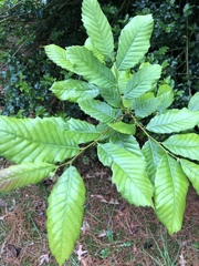 Castanea pumila