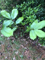 Castanea pumila