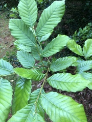 Castanea pumila