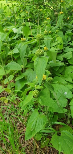 Phlomis russeliana