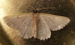 Dicrognophos sartata